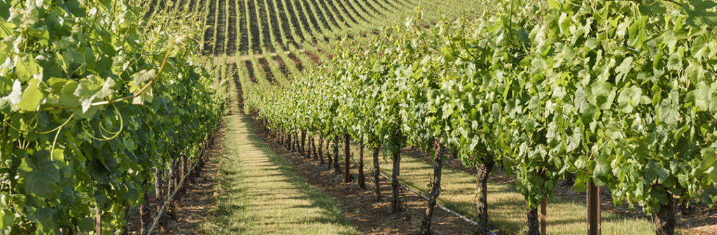 Oregon Vineyard Restaurant Insurance Page